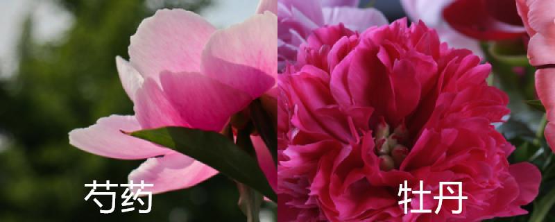 The difference between peony and peony, peony picture