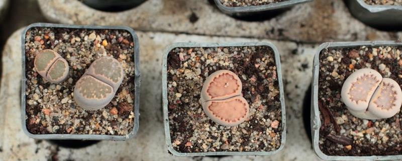 The Difference Between Meat Cone and Lithops