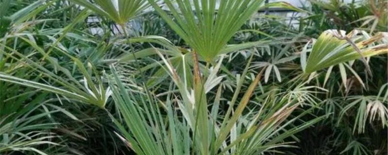 Cultivation methods and precautions of palmetto