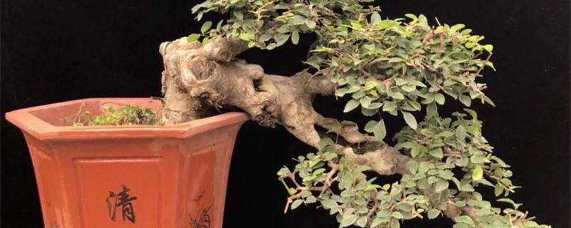 How to grow Ulmus microphylla bonsai