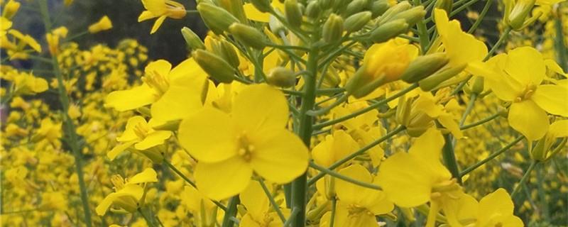Rapeseed cultivation methods and precautions