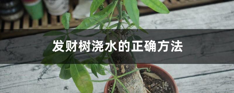 The correct way to water a money tree, how often to water a money tree