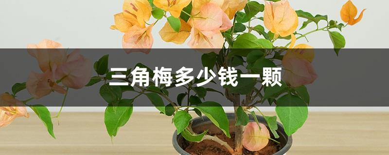 How much does a bougainvillea cost, pictures of bougainvillea