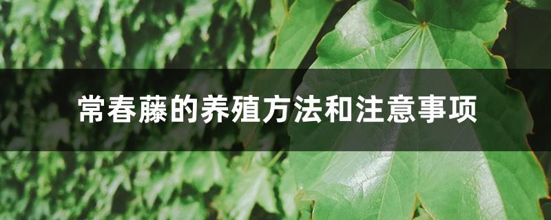 Ivy cultivation methods and precautions, ivy pictures