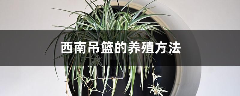 How to breed southwestern spider plants