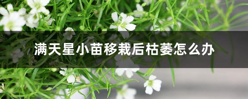 What should I do if my gypsophila seedlings wither after transplanting? Should I water them after re