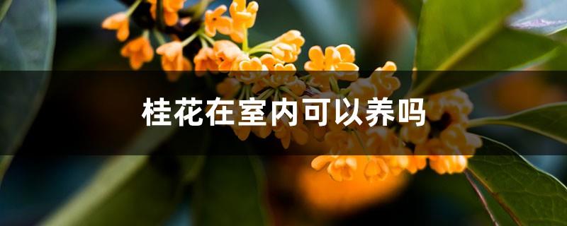 Can Osmanthus be grown indoors? Is it poisonous?
