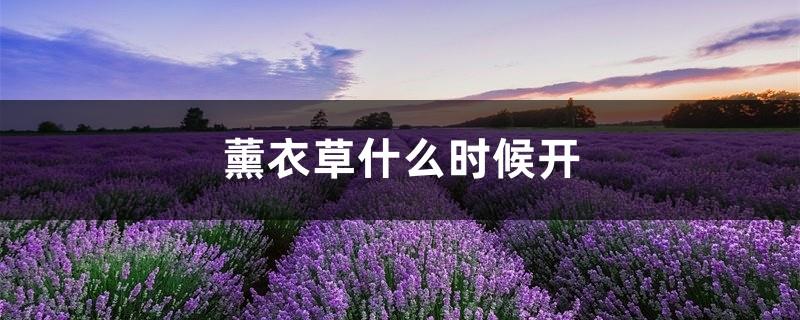 When does lavender bloom, lavender pictures
