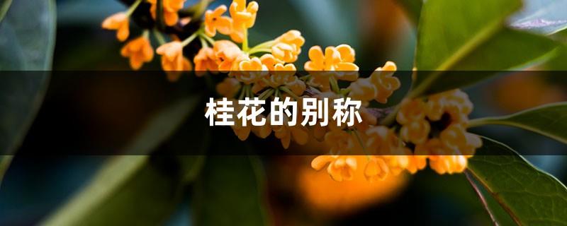 Another name for Osmanthus fragrans, the appearance of Osmanthus fragrans